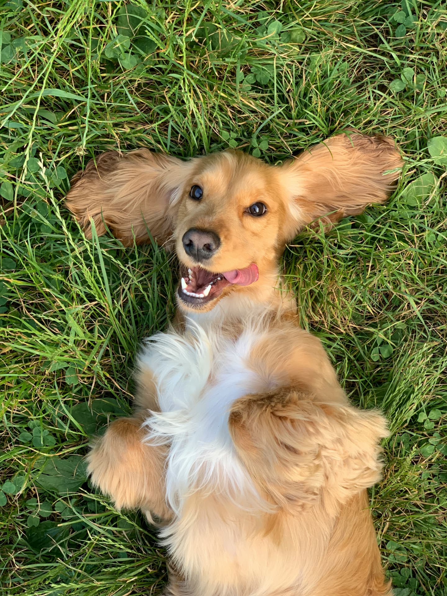 Happy dog lying on a lush green lawn — the kind of yard regular pet waste removal helps keep clean